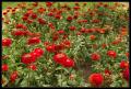 CRW_8471 Red Flowers